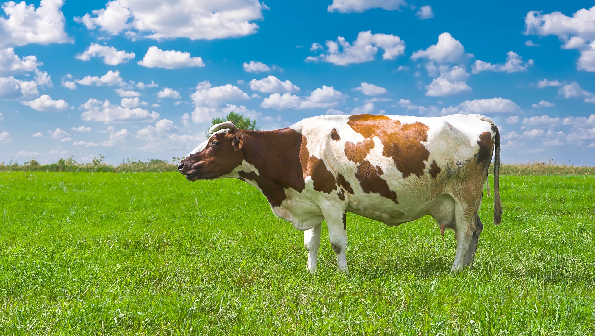 Happy Cows, Delicious Cheese: Why Grass Fed Milk Makes for the Best Cheese