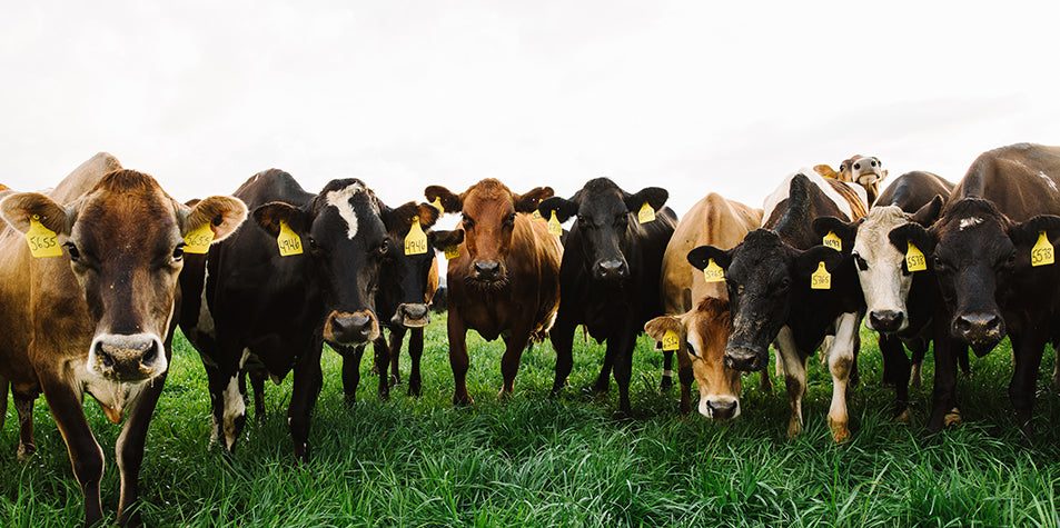 Supplier Spotlight: Sweet Grass Dairy